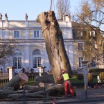 Fällung der Blutbuche im Vorgarten der Redoute