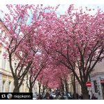 #Repost @niejokenn with @repostapp
・・・
Sakura Avenue ???????? #bonn #heerstrasse #heerstrassebonn #germany #spring #sakura #fullbloom #pink #kirschblüten #altstadtbonn #ig_spring #niceplace #wanderlust
