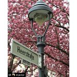 #Repost @dr.jeckyl with @repostapp
・・・
#Bonn #rundumbonn #kirschblüte #altstadt