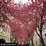#Repost @morlockface with @repostapp
・・・
Street of cherry trees #cherry #cherrytree #bonn #bonnnordstadt #blossoms #spring #frühling #blüten #kirschblüte #sakura