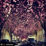#Repost @emlywse with @repostapp
・・・
#beautifulsecondhome #bonn #liebe #flowers #nature #beautiful #love #pretty #plants #blossom #sopretty #spring #summer #flowerstagram #flowersofinstagram #flowerslovers #flowerporn #botanical #floral #florals #flowermagic #instablooms #bloom #botanical #floweroftheday