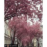 #Repost @lari_schmitz with @repostapp
・・・
Ein Traum ???? #kirschblüten #rosa #bonn #nature #beautifulplace