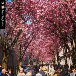 #Repost @hashtaglisasc with @repostapp
・・・
Neighborhood ???????? home for craziness ????

#cherryblossom #cherryblossoms #kirschblüten #bonn #altstadt #spring #home #neighborhood #kiez #craziness #pink #flowerpower #kibo #awesome #igersoftheday #igersnrw