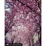 #Repost @lydi_gluecksbaerchi with @repostapp
・・・
Kirschblüte in Bonn. Wunderschön ????
#kirschblüten #cherryblossom #Bonn #pretty #instapic #rosa #romance