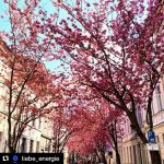 #Repost @liebe_energie with @repostapp
・・・
???? Kirschblüten in Bonn ????