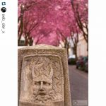 #Repost @seb_der_x with @repostapp
・・・
???????????? #kibo16 #Bonn #Altstadt #Heerstrasse #Kirschblüte #bonnstagram #kirschstagram #igersbonn