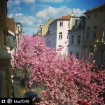 #Repost @kira7049 with @repostapp
・・・
Blick von oben #bonn #heerstraße #zuhause #kirschblüten #cherryblossomtrees  #lautertouris