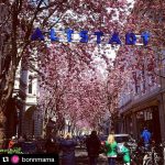 #Repost @bonnmama with @repostapp
・・・
#germany #bonn #altstadt #cherry blossom 
#Row of cherry blossom trees 
#germanytoday
#ドイツ生活 #ボン #旧市街桜並木

海外にも意外と桜並木があります。
4月12日には、未だ蕾だったのに16日の週末には満開になりました。
快晴でもあり、沢山の人々で賑わっています。
17日(日曜)は、アンティーク市が駅前〜altstadt迄の道のりに店が並んで居ます。
アンティーク市を見ながらaltstadt桜並木まで楽しみました。