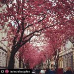 #Repost @laviedelasophie with @repostapp
・・・
Die schönste Straße in Bonn ???? #germany #deutschland #heerstrasse #bonn #street #cherryblossoms #Sunday #blühen #bäume #kirschblüten #kirschblütenbaum #frühling #spring #picoftheday #instapic #instanature #natur #nature #place #placetovisit #placetosee #nice #beautiful #romantic #hanami