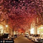 #Repost @60naund with @repostapp
・・・
23. of April 2016 Cherry Blossom Festival – City of Bonn, Heerstrasse #cherryblossom #cherryblossomfestival #bonn #heerstrasse