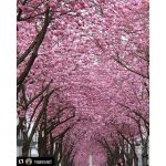 #Repost @raassad with @repostapp
・・・
Alemanha, abril/2016 #germany #alemania #alemanha #bonn #cherryblossoms #cherryblossom #europe #ig_europe #explorer #instapic #instagram #instagramers #instagrammers #viajenaviagem #missaovt #flowers #photo #photographer #photooftheday #photography #picture #pic #wonderful_places #beautifuldestinations