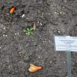 Piment d’espelette