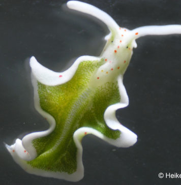 Elysia timida, Foto: Heike Wägele